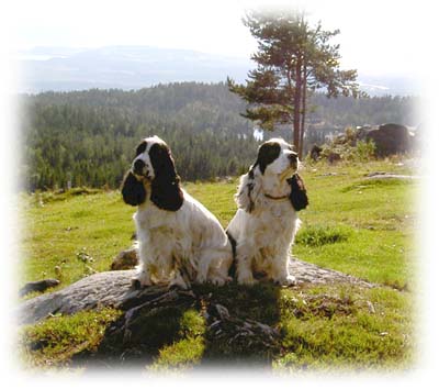 Timja & P�rlan, 2 stolta Norska Viltsp�rchampions!