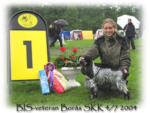 SVCH LP Marimia´s Rain-Drop blev BIS-veteran SKK Borås
