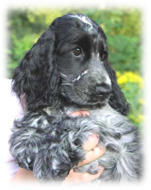Polly 3,5 m�nad!