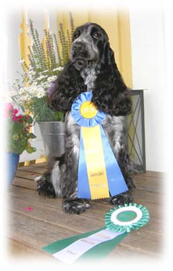 Polly med CERT och BIM-rosett!